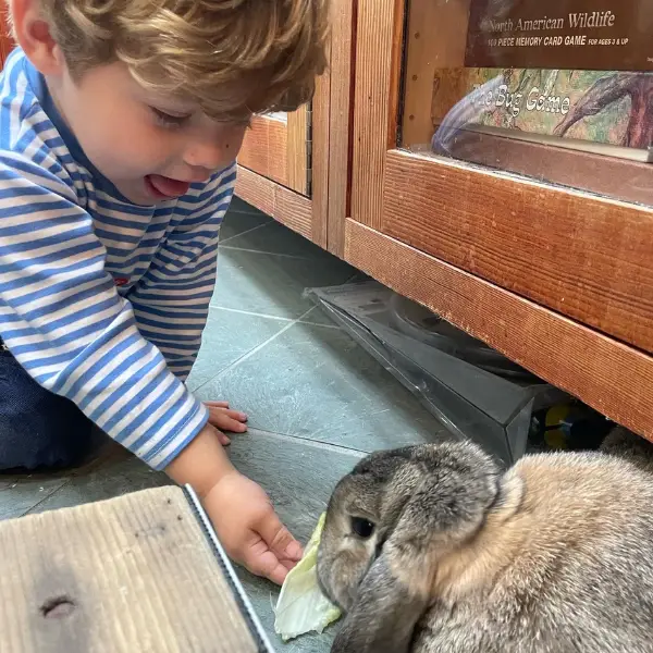 child feeding bunny